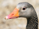 Greylag Goose (WWT Slimbridge June 2009) - pic by Nigel Key